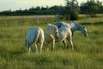 Camargue-Pferde