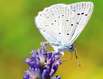 Schmetterling auf Lavendelblüte