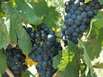 Weinlese in Südfrankreich wegen Hitzewelle früher begonnen