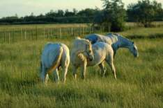 Camargue-Pferde