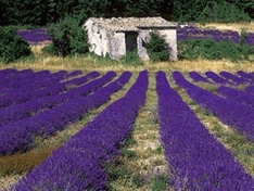 Lavendelfest in Digne-les-Bains (Provence) 2009