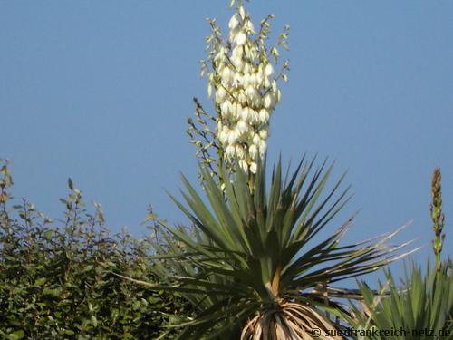 Blühende palme
