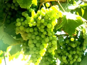 Weisswein im Languedoc bei der Reife