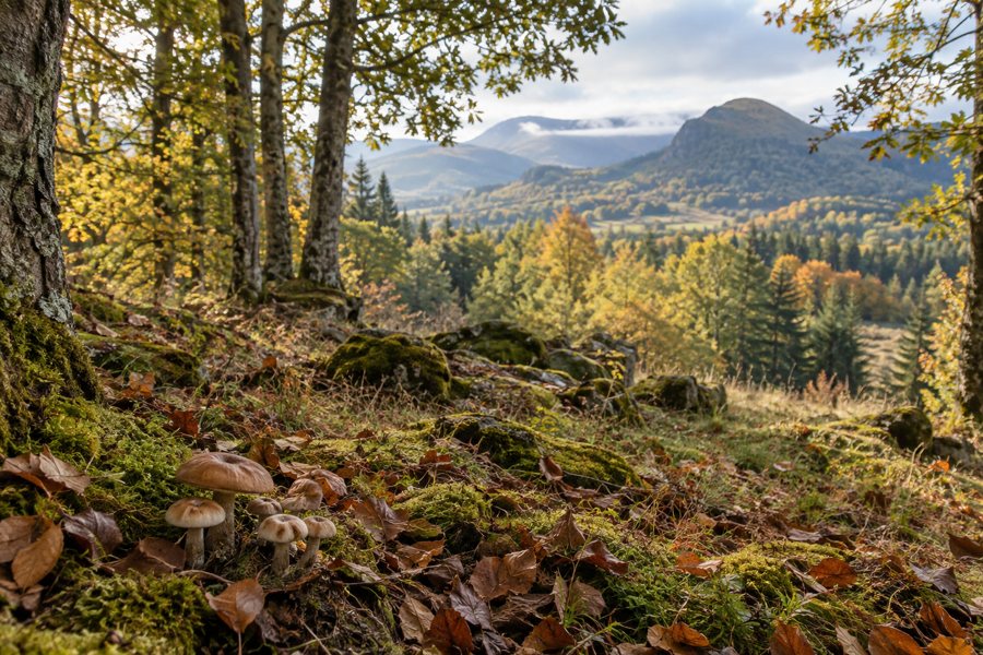 Herbstlicher Wald in der Auvergne mit kleinen Pilzen auf moosigem Boden und bewaldeten Hügeln im Hintergrund