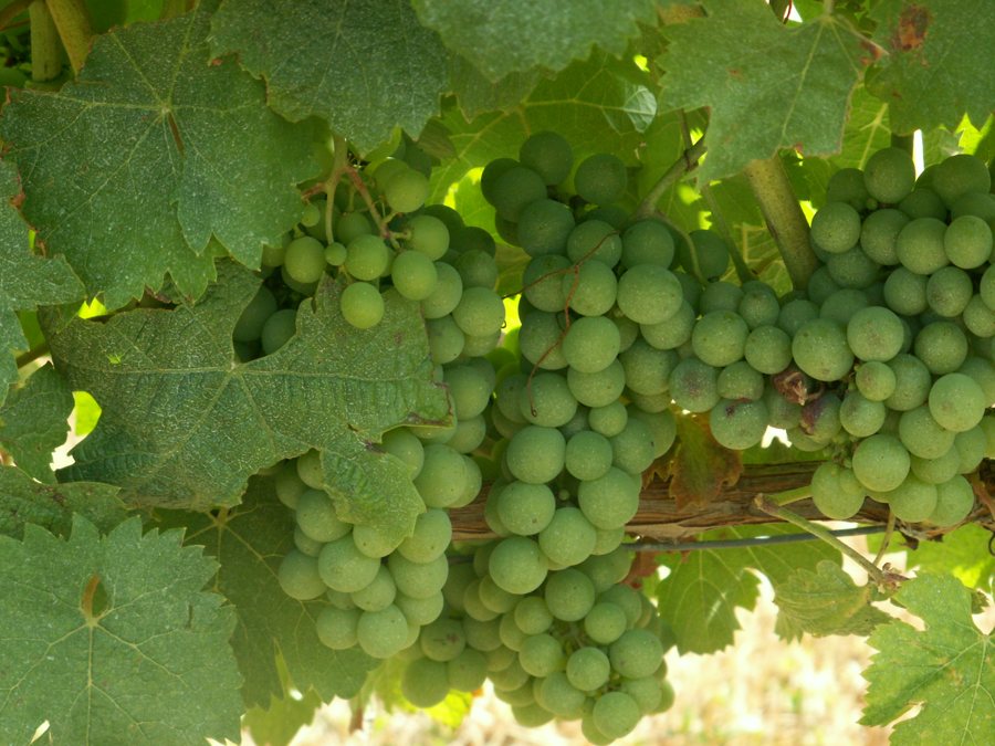 Grüne Weintrauben zwischen Weinblättern im Weinberg bei Bordeaux