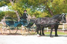 Kutschfahrt Camargue