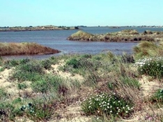 Regionaler Naturpark Camargue