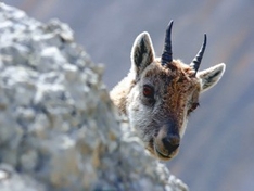 Regionaler Naturpark Vercors