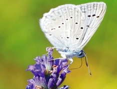 Schmetterling auf Lavendelblüte
