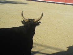 Ferias Stierkampf in Südfrankreich (Course Camarguaise)