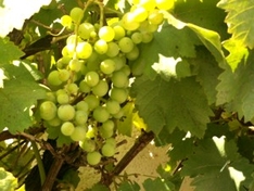 Weinanbaugebiet Savoie-Bugey