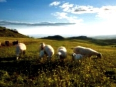 Schafe bei L'Esperou / Cevennen