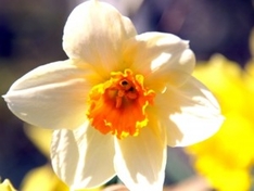 Ostern 2010: Osterferien im Ferienhaus Südfrankreich