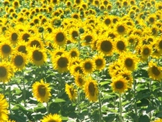 Südfrankreich - Sonnenblumen