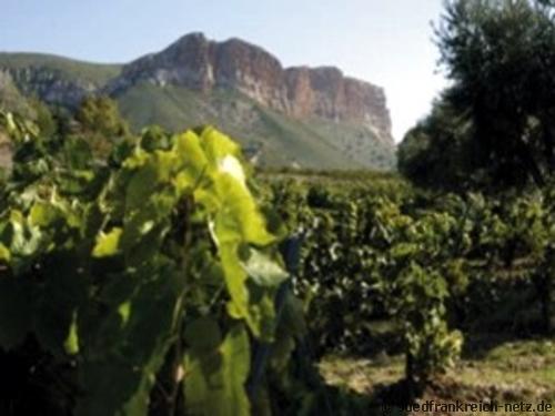 Weinberge Suedfrankreich