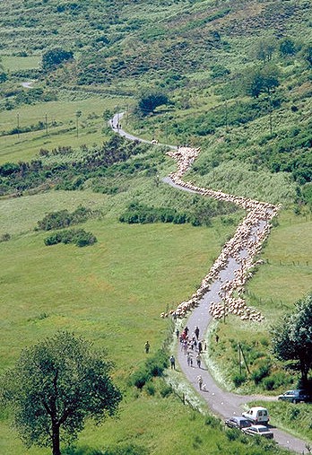 Schafe auf den Landstrassen in Südfrankreich