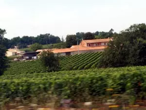 Weinberge prägen die Region Gironde