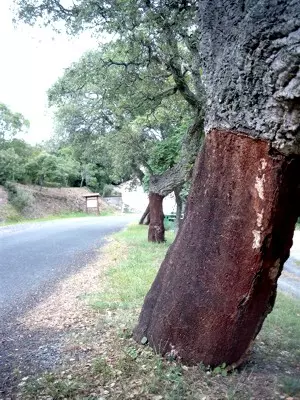 Korkeichen in Languedoc-Roussillion