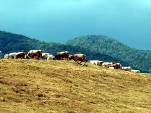 Landschaft im Zentralmassiv