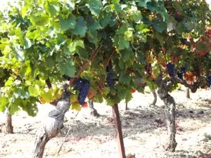 Weinanbaugebiet Bordelais-Aquitaine