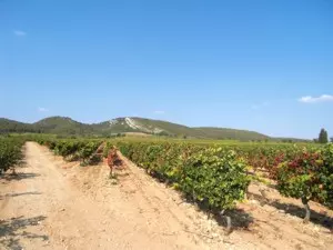 Weinanbaugebiet Provence-Korsika
