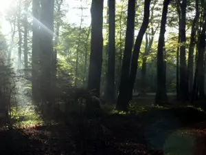 Laubwald mit Buchen