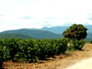 Weinbaugebiet Aude (Südfrankreich)