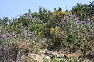 Landschaften in Südfrankreich: Garrigue (Garigue)