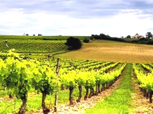 Weinberge bei Pessac