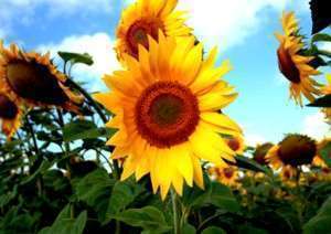 Sonnenblumen Südfrankreich