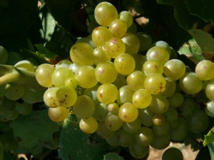 Muskatwein in Südfrankreich - Muscat de Rivesaltes