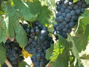 Rotwein im Bordelais bei Bordeaux