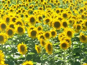 Südfrankreich - Sonnenblumen